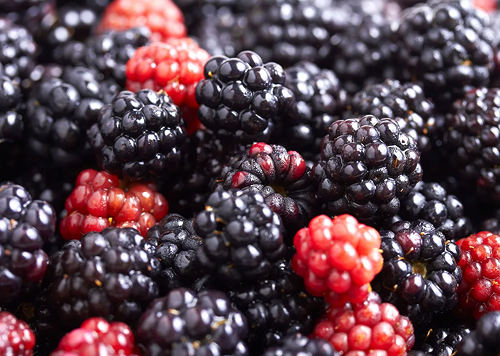 produtos Frutícola Aurora