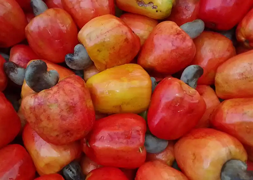 produtos Frutícola Aurora