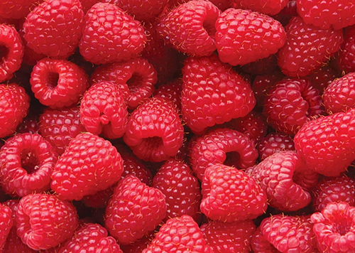 produtos Frutícola Aurora