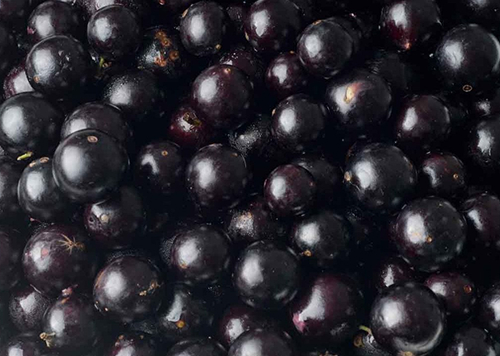produtos Frutícola Aurora
