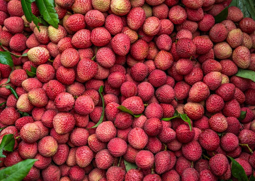 produtos Frutícola Aurora