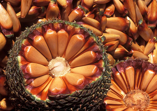 produtos Frutícola Aurora